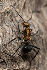 Polyrhachis semiaurata