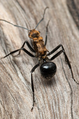 Polyrhachis semiaurata