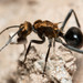 Polyrhachis semiaurata - Photo (c) Mark Ayers, some rights reserved (CC BY-NC), uploaded by Mark Ayers