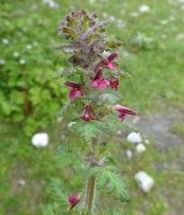 Pedicularis mollis