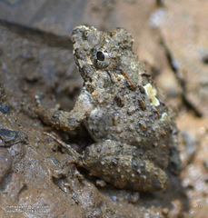 Minervarya keralensis