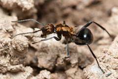 Polyrhachis semiaurata