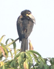 Lophoceros fasciatus