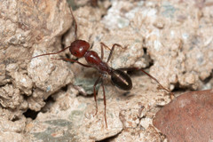 Melophorus rufoniger