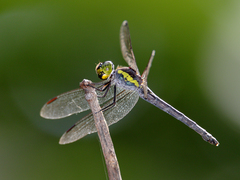 Agrionoptera longitudinalis biserialis