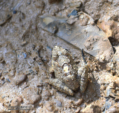 Minervarya keralensis