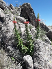 Siphocampylus foliosus