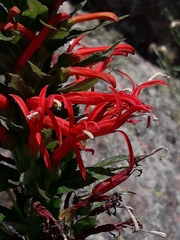 Siphocampylus foliosus