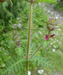 Pedicularis mollis