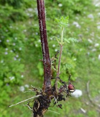 Pedicularis mollis
