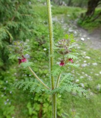 Pedicularis mollis