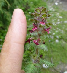 Pedicularis mollis