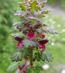 Pedicularis mollis