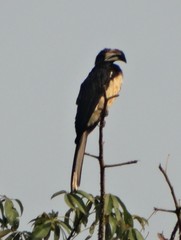 Lophoceros fasciatus