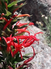 Siphocampylus foliosus