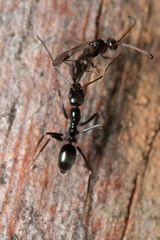 Leptomyrmex burwelli