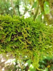 Weymouthia cochlearifolia