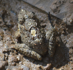 Minervarya keralensis