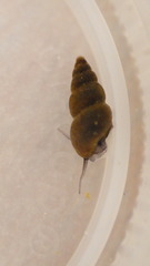 Potamopyrgus antipodarum