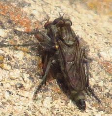 Lasiopogon