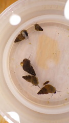 Potamopyrgus antipodarum