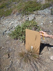 Calamagrostis ophitidis