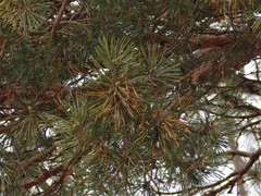 Pinus sylvestris