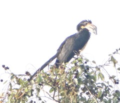 Lophoceros fasciatus