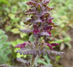 Pedicularis mollis