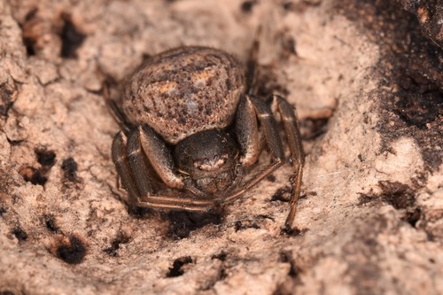 Toad Crab Spider (Bassaniodes bufo) · iNaturalist