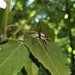 Stenophyllia modesta