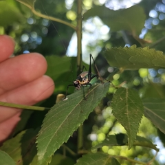 Stenophyllia modesta