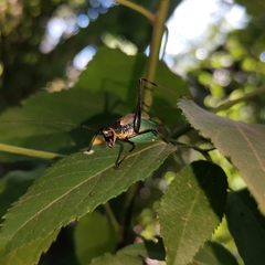 Stenophyllia modesta
