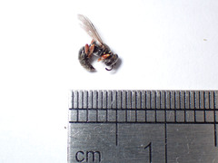 Sericophorus