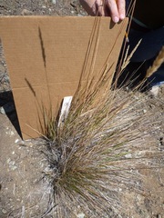 Calamagrostis ophitidis