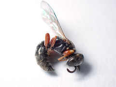 Sericophorus
