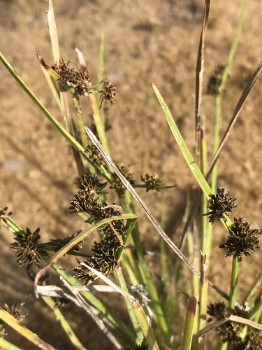 Cyperus difformis image