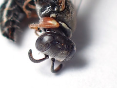 Sericophorus