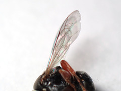 Sericophorus