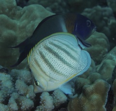 Chaetodon multicinctus