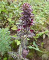 Pedicularis mollis
