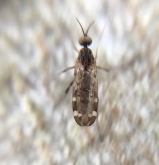 Sylvicola alternatus