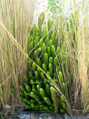 Phlegmariurus saururus