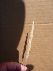 Calamagrostis ophitidis