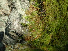 Claopodium bolanderi