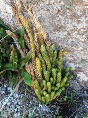 Phlegmariurus saururus