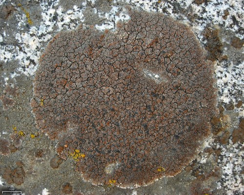 Brown Tile Lichen