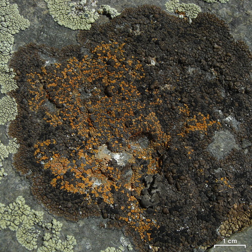 Brown Tile Lichen
