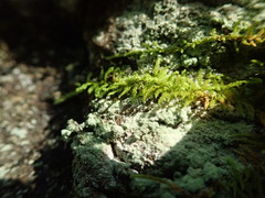 Claopodium bolanderi