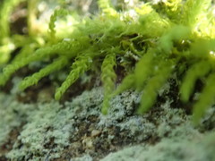 Claopodium bolanderi